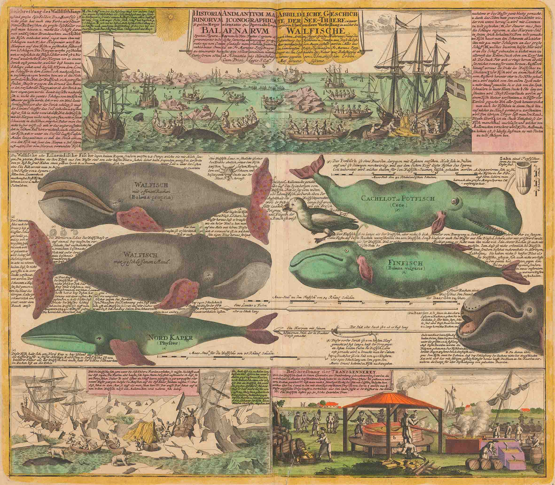 «Historia Animantium Marinorum Iconographica […] Balaenarum». Atlas factice eines Schweizer Sammlers, gebunden nach 1759, S. 46. Zentralbibliothek Zürich, Atl 1293.