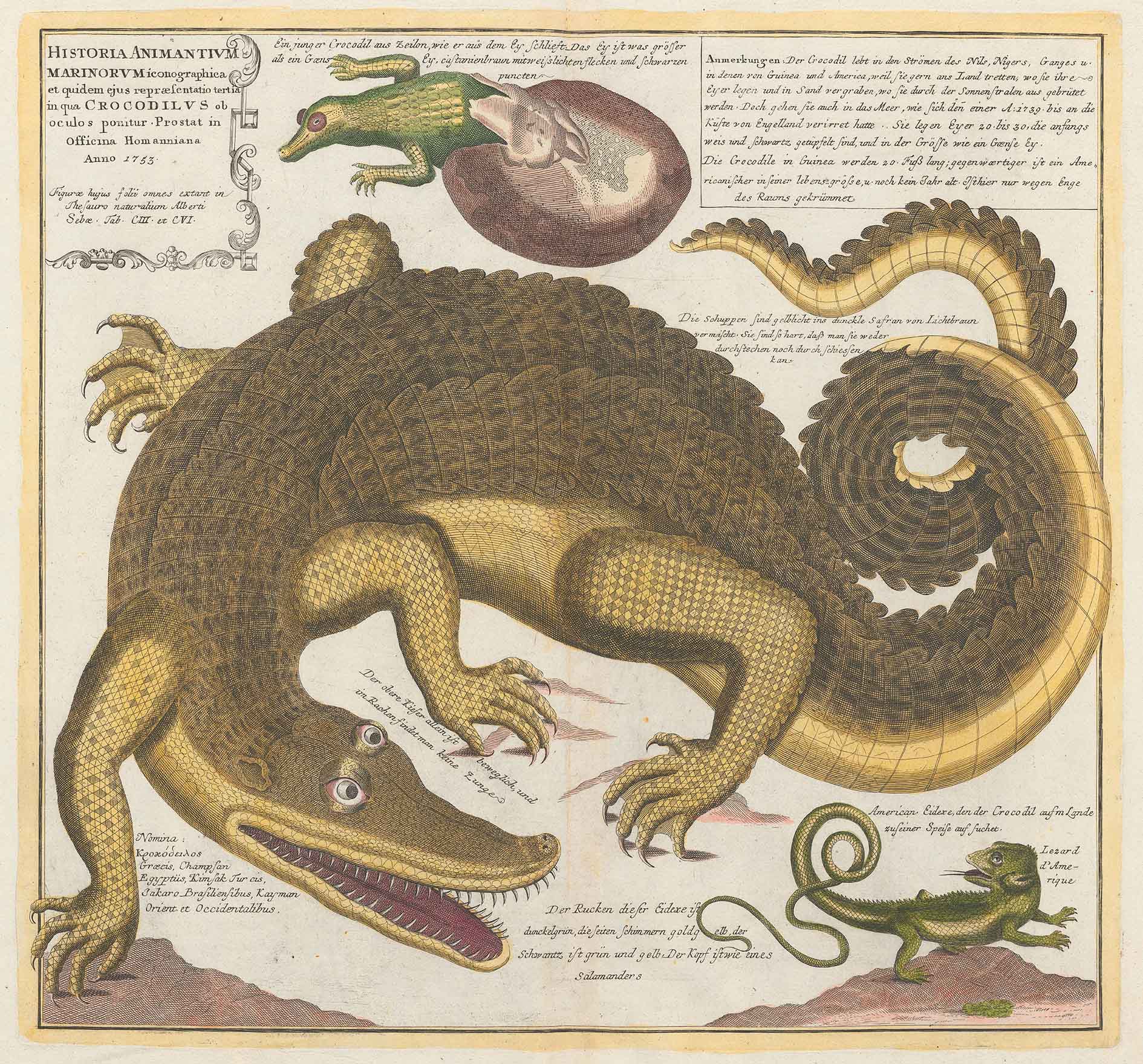 «Historia Animantium Marinorum Iconographica […] Crocodilus». Atlas factice eines Schweizer Sammlers, gebunden nach 1759, S. 43. Zentralbibliothek Zürich, Atl 1293.