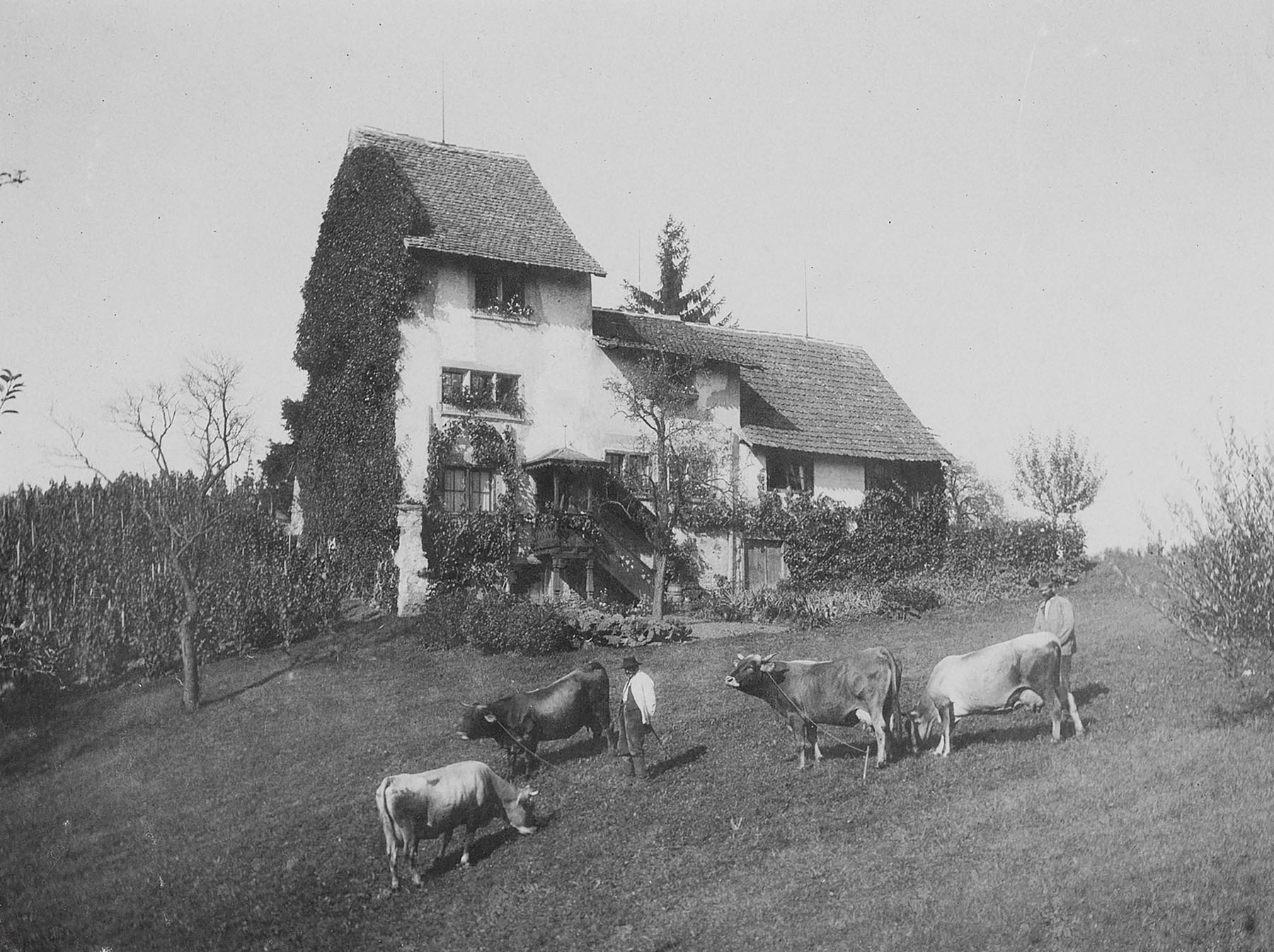 Kühe vor dem Haus «Drei Tannen» an der heutigen Kurfirstenstrasse 22 in Zürich-Enge, wohl 1890. (Bild: ZB Zürich) 